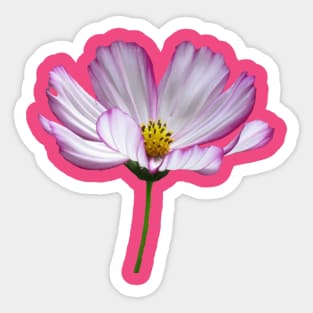 pink flower, bloom, flowers, petals, garden, nature Sticker